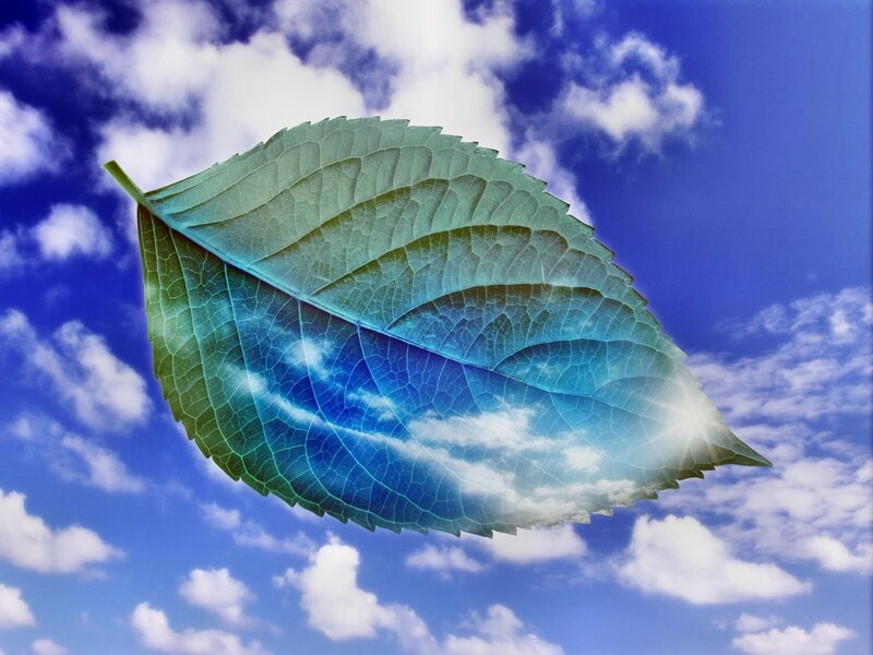 Leaf with sky reflection