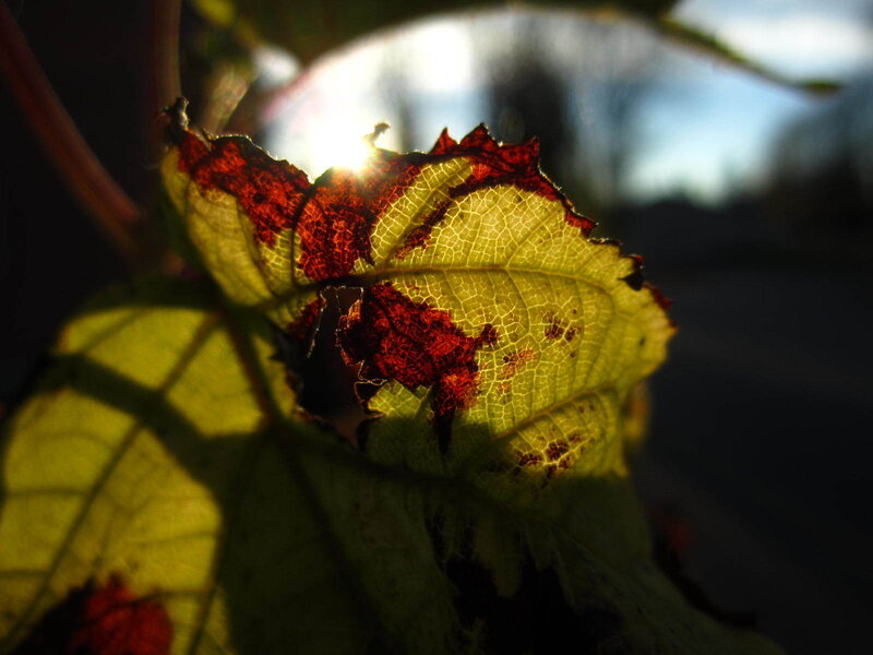 Leaf with Sunlight