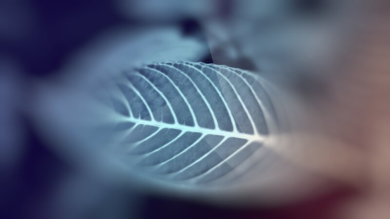 Leaf with Visible Veins — Blue