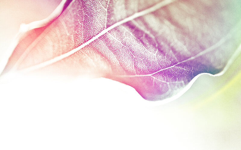 Leaf with Visible Veins