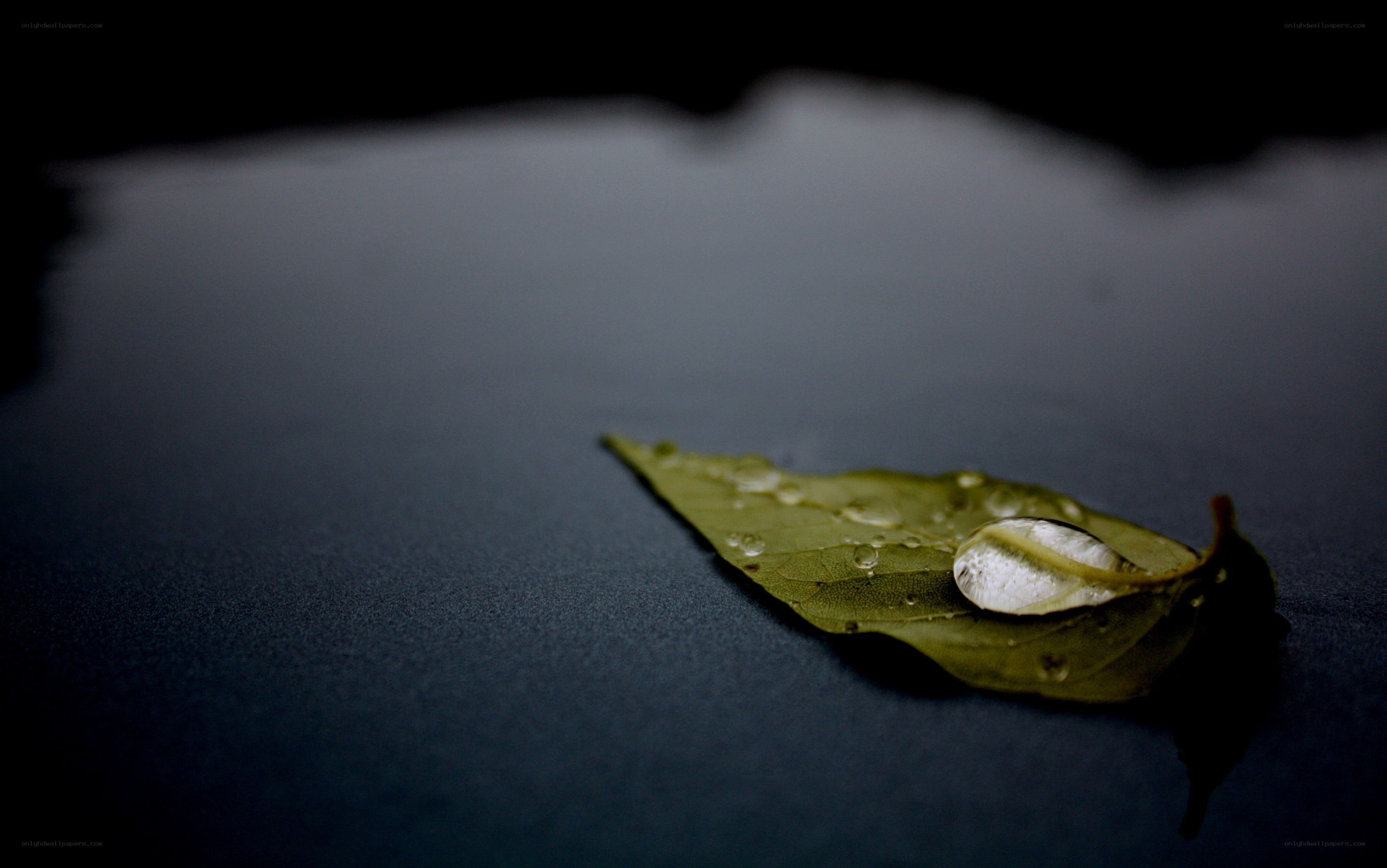Leaf with water droplet
