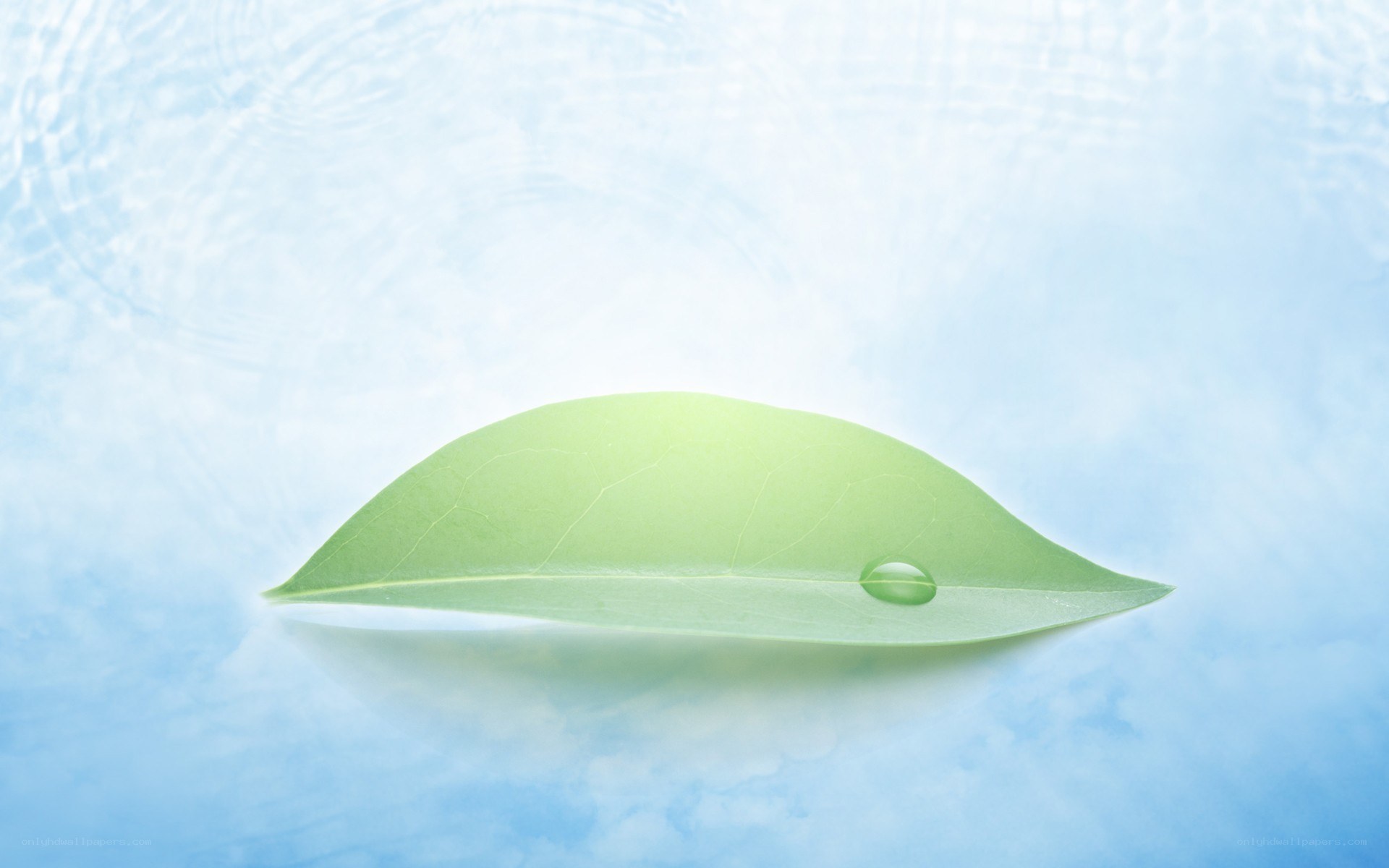 leaf with water droplet