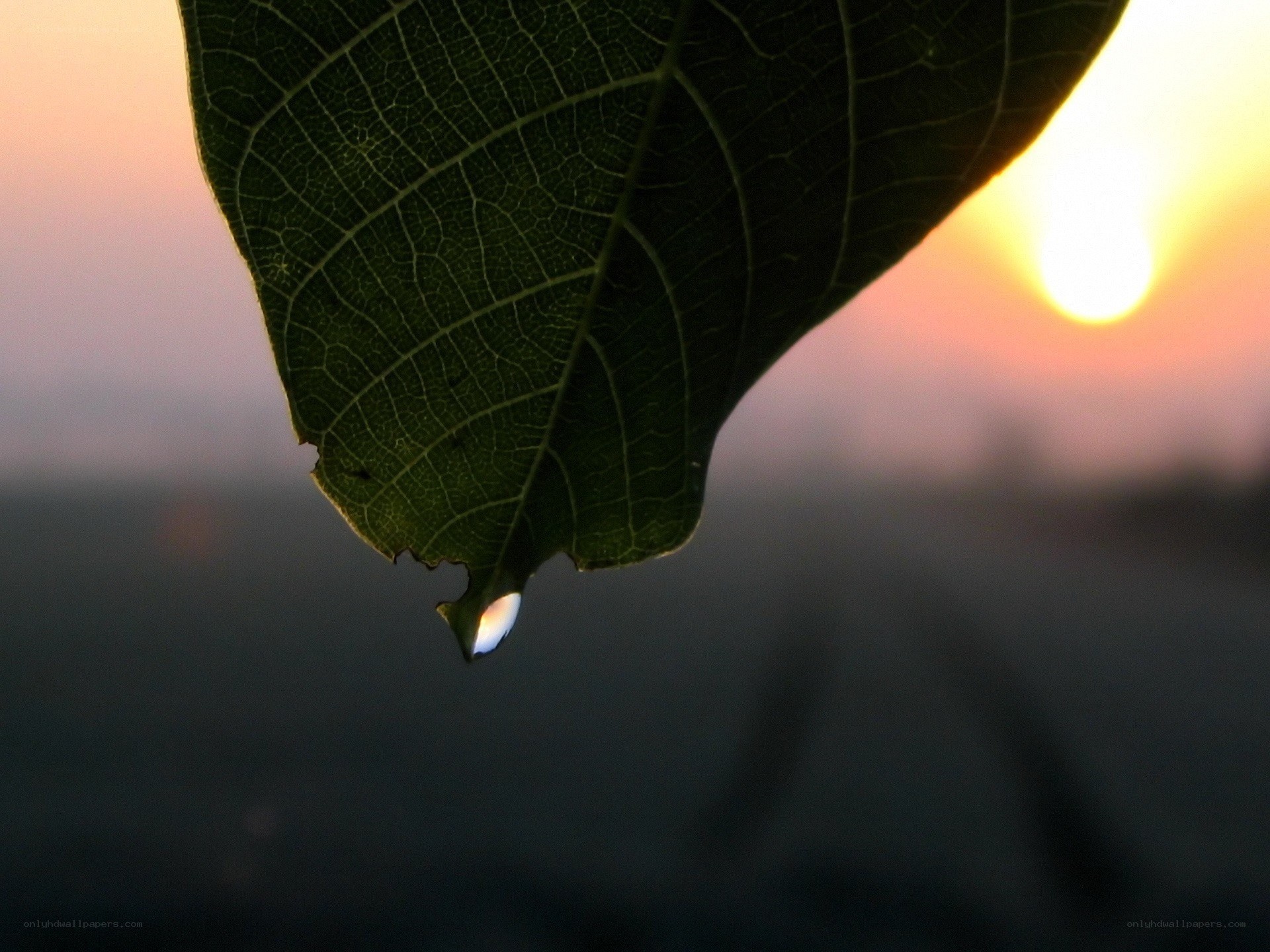 Leaf with water droplet at sunset