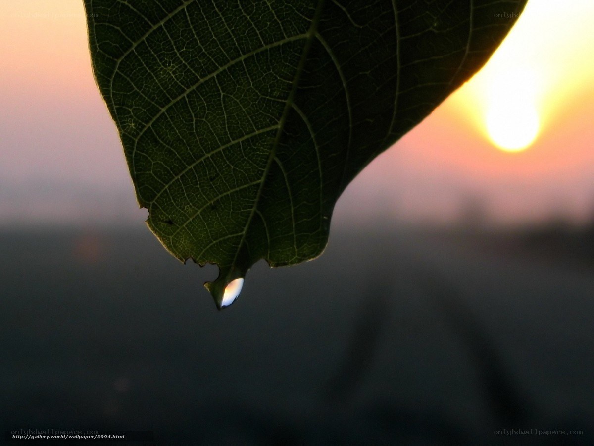 Leaf with water droplet at sunset