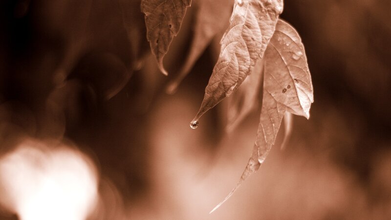 Leaf with Water Droplet — Brown