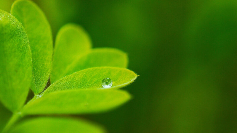 Leaf with Water Droplet — Green