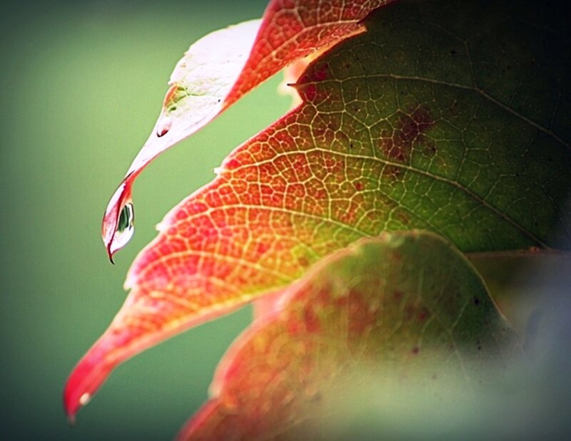 Leaf with Water Droplet — Red