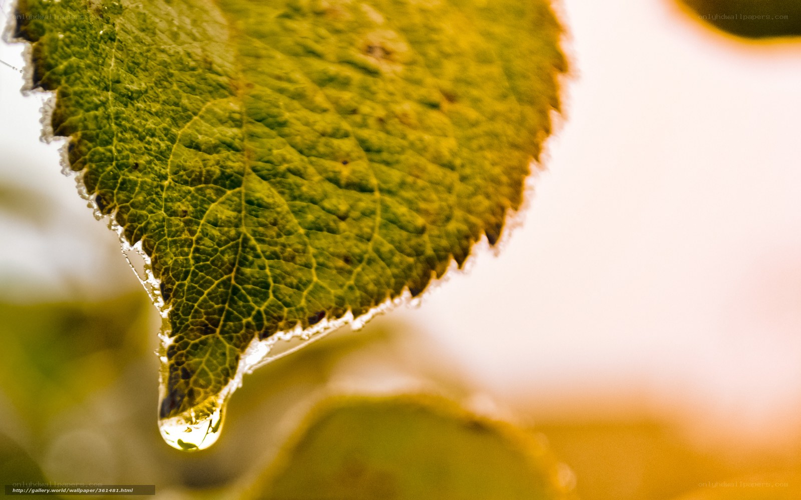 Leaf with water droplet