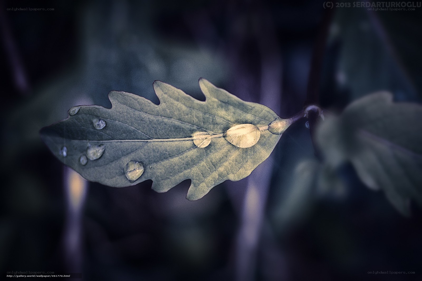 Leaf with water droplets