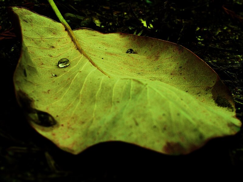 Leaf with water droplets