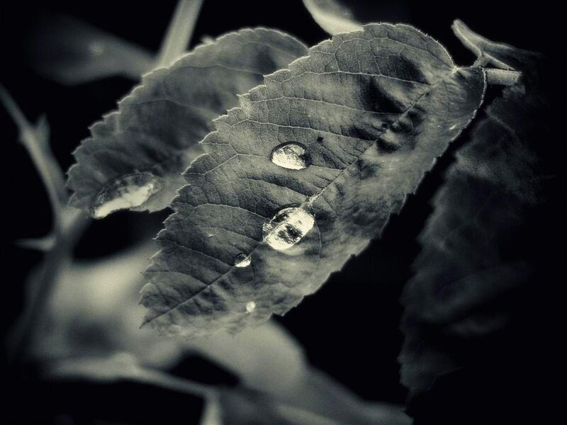 Leaf with Water Droplets — Black, Dramatic, Photograph