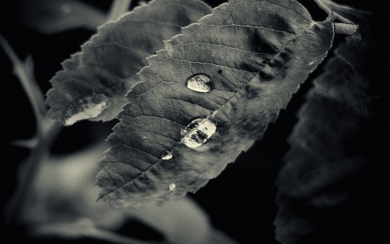 Leaf with Water Droplets — Black, Dramatic
