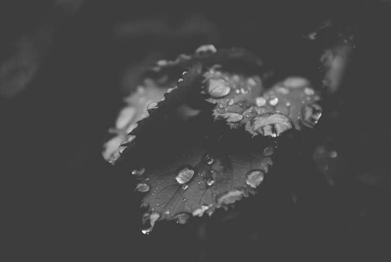Leaf with Water Droplets — Black, Serene, Photograph