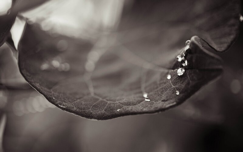 Leaf with Water Droplets — Black, Serene, Photograph, Water Droplets, Veins