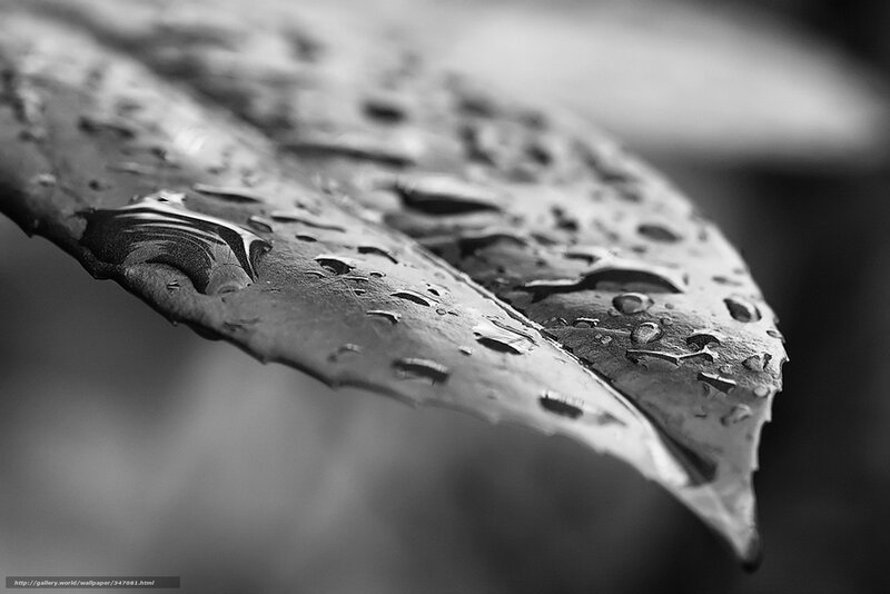 Leaf with Water Droplets — Black, Serene