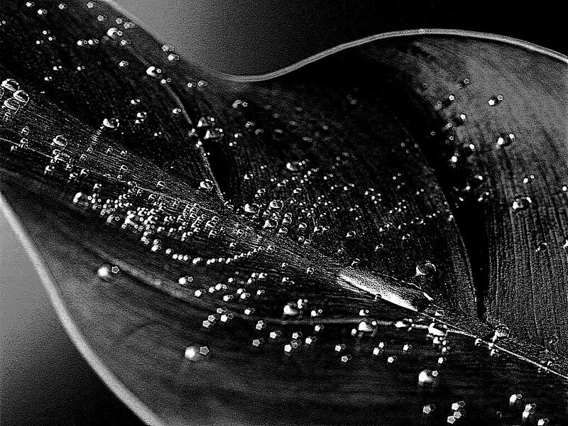 Leaf with Water Droplets — Black