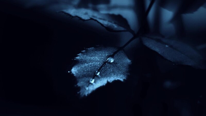 Leaf with Water Droplets — Blue, Dark, Night
