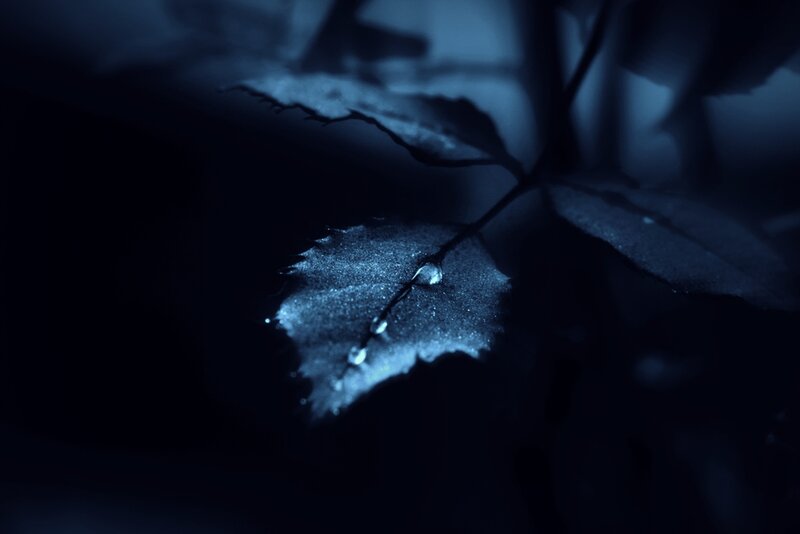 Leaf with Water Droplets — Blue, Dark