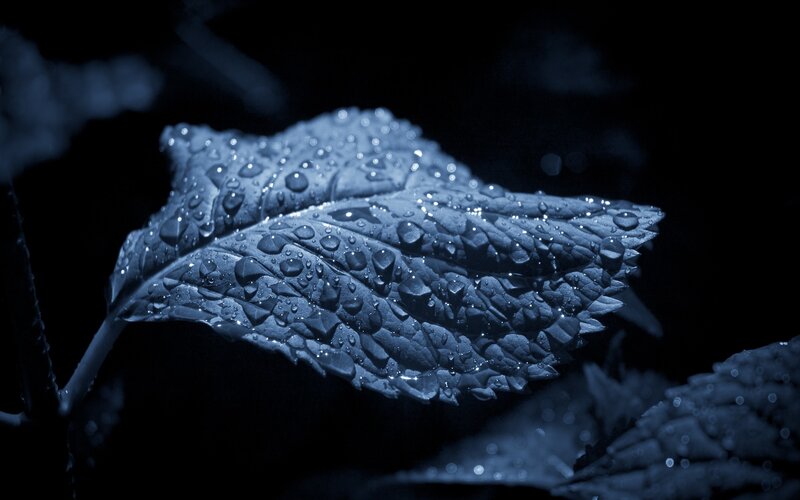 Leaf with Water Droplets — Blue, Dramatic