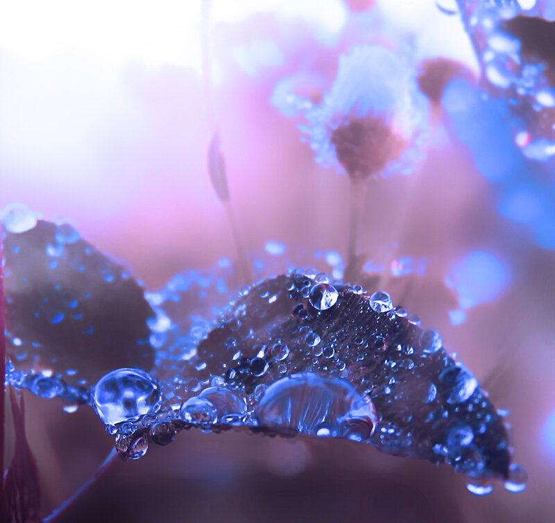 Leaf with Water Droplets — Blue, Dreamy