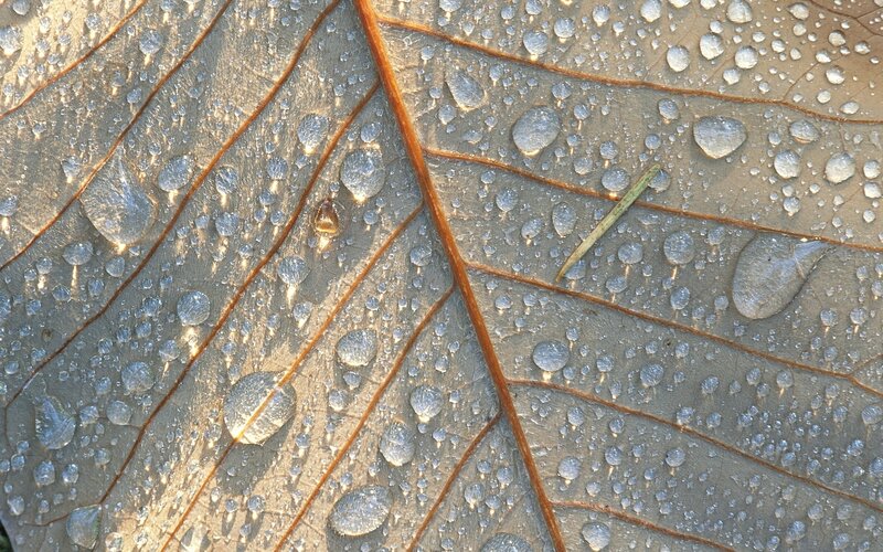 Leaf with Water Droplets — Brown, Calm