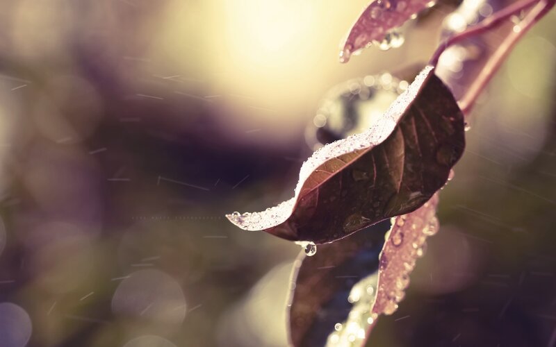 Leaf with Water Droplets — Brown, Serene