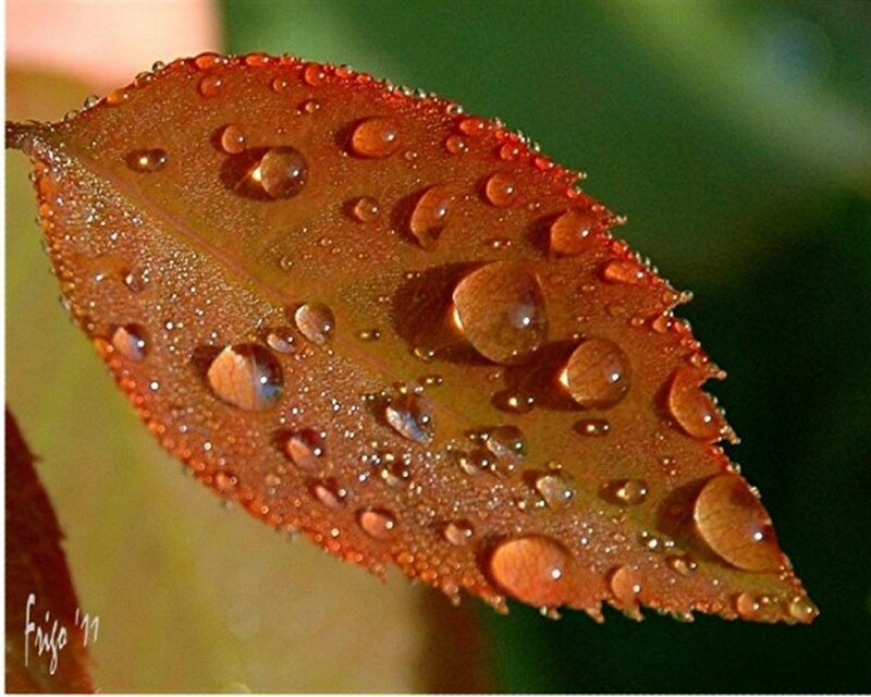 Leaf with Water Droplets — Brown
