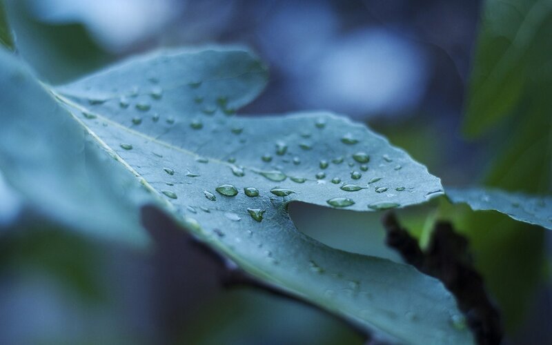 Leaf with Water Droplets — Green, Calm, Photograph