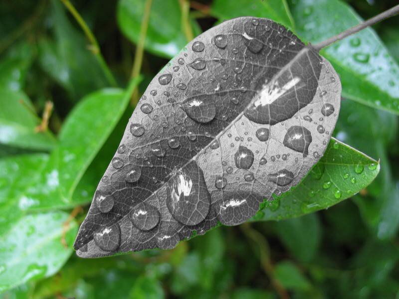 Leaf with Water Droplets — Green, Calm, Photograph, Water Droplets, Veins