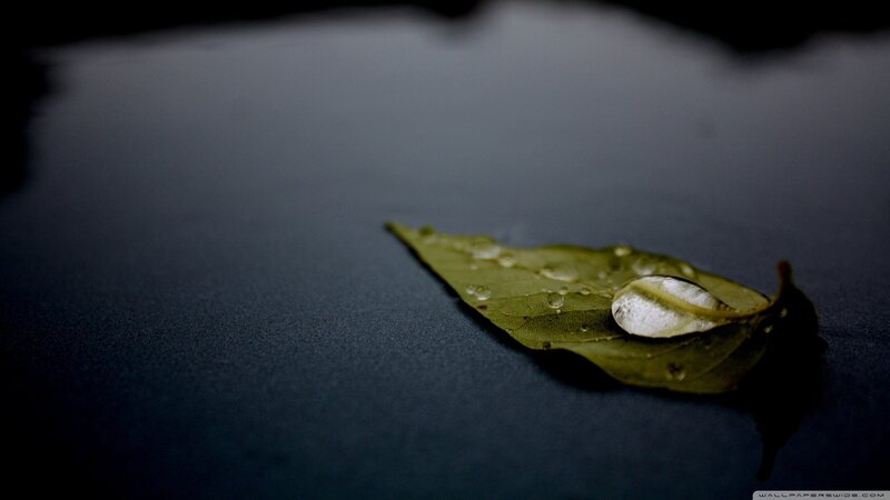 Leaf with Water Droplets — Green, Calm