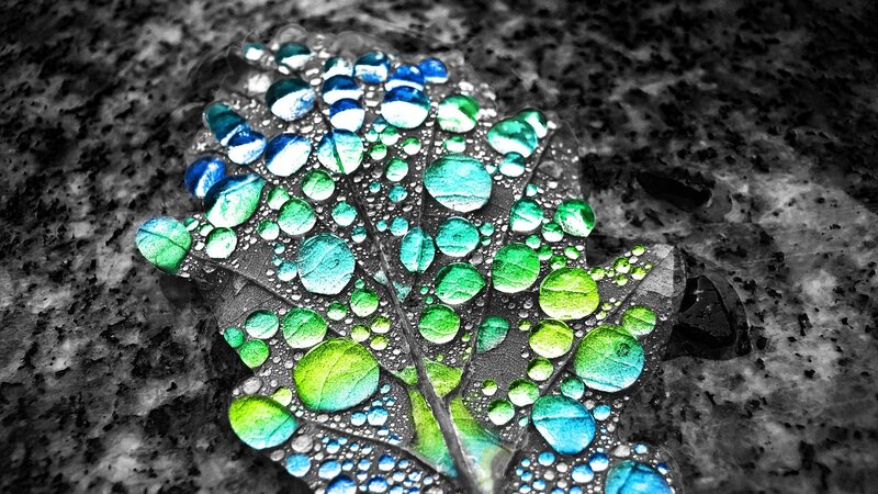 Leaf with Water Droplets — Green, Dramatic, Photograph
