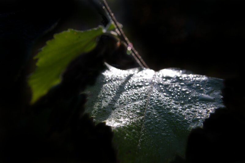 Leaf with Water Droplets — Green, Dramatic