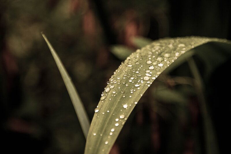 Leaf with Water Droplets — Green, Serene, Morning, Photograph, Water Droplets, Plant