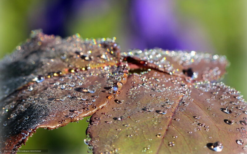 Leaf with Water Droplets — Green, Serene, Morning, Photograph, Water Droplets
