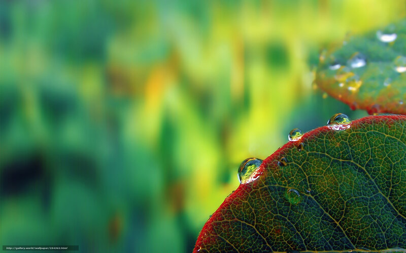 Leaf with Water Droplets — Green, Serene, Morning