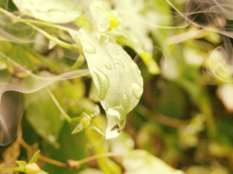 Leaf with Water Droplets — Green, Serene, Photograph