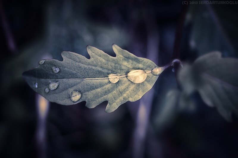 Leaf with Water Droplets — Green, Serene, Photograph, Water Droplets, Veins
