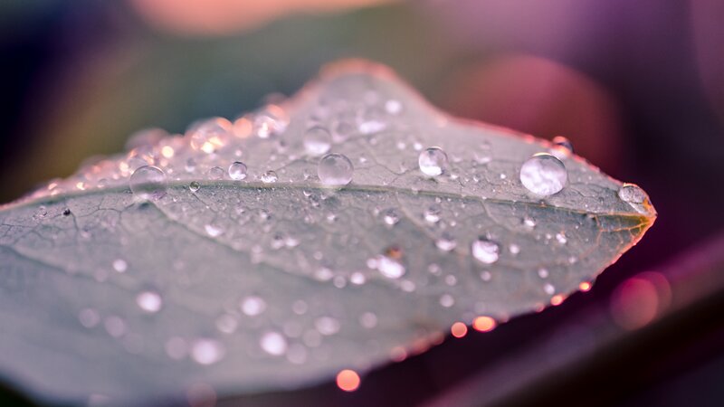 Leaf with Water Droplets — Green, Serene, Sunset