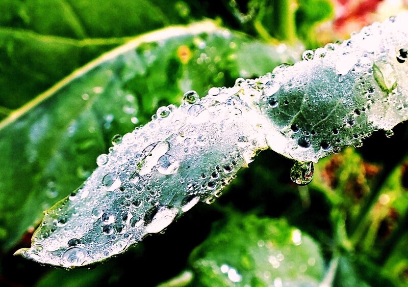 Leaf with Water Droplets — Green, Serene