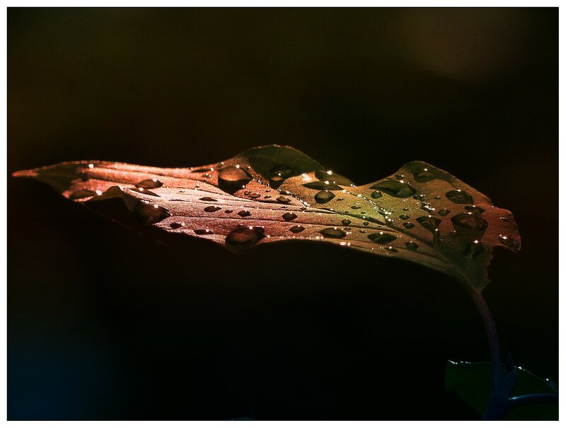 Leaf with Water Droplets — Green