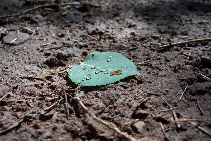 Leaf with water droplets on soil