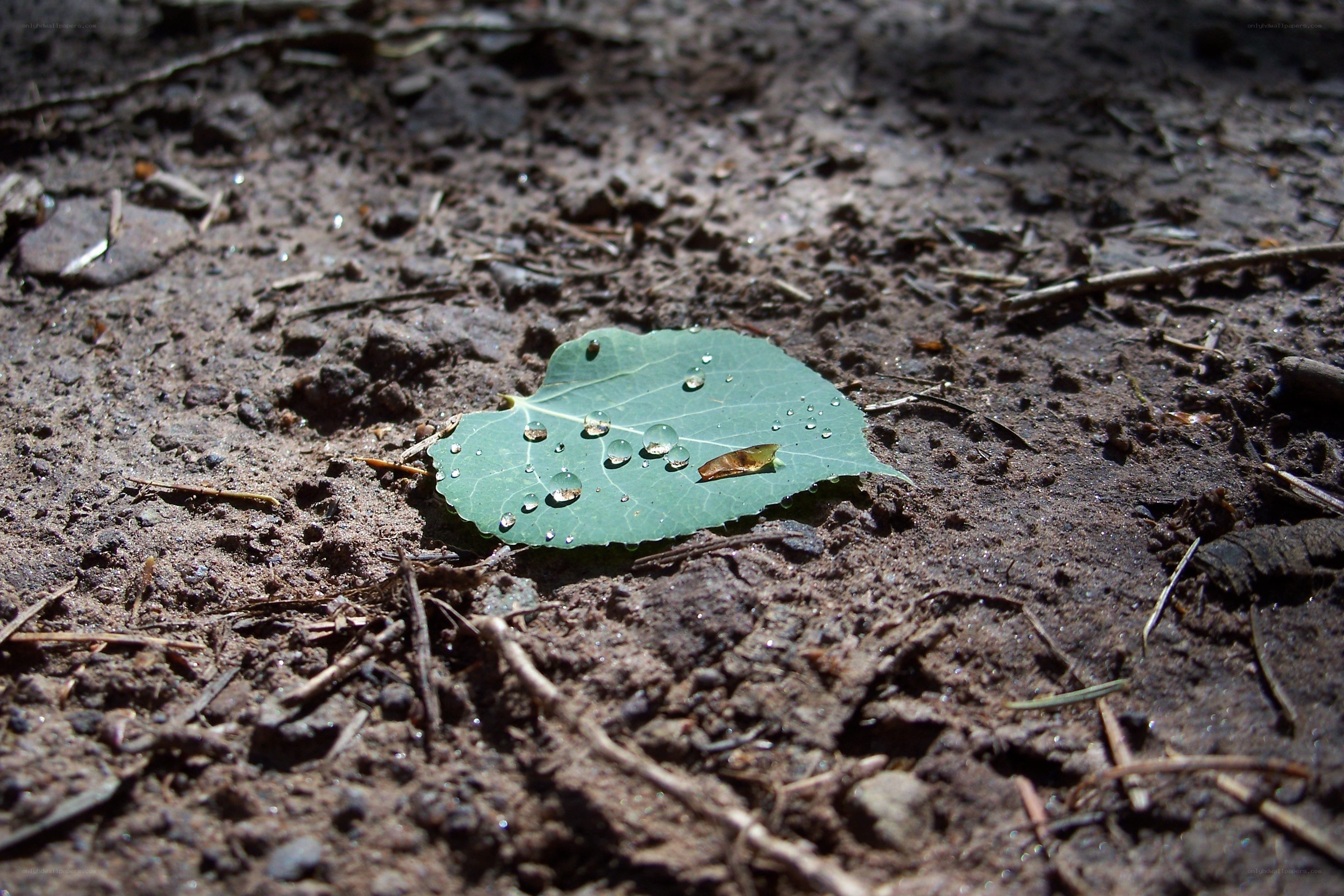 Leaf with water droplets on soil