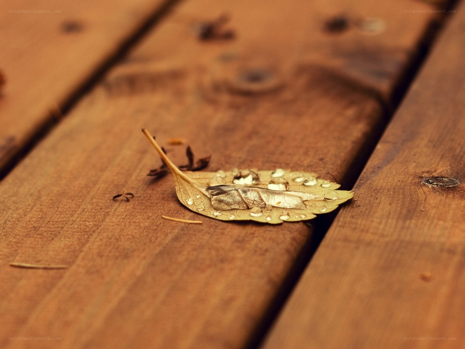 Leaf with water droplets on wood