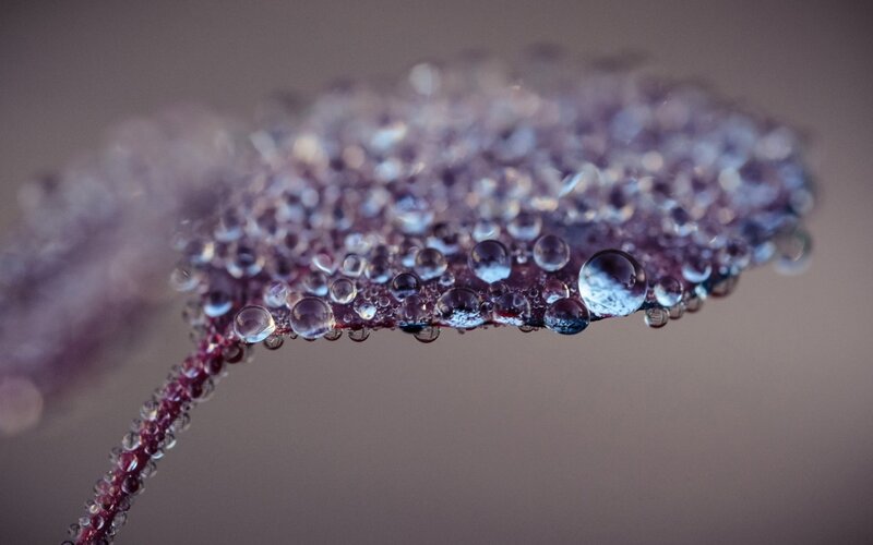 Leaf with Water Droplets — Purple, Calm, Photograph