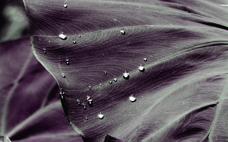 Leaf with Water Droplets — Purple, Calm, Photograph, Water Droplets