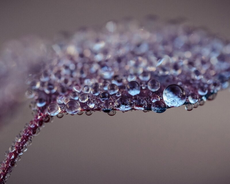 Leaf with Water Droplets — Purple, Calm