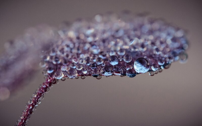 Leaf with Water Droplets — Purple, Serene