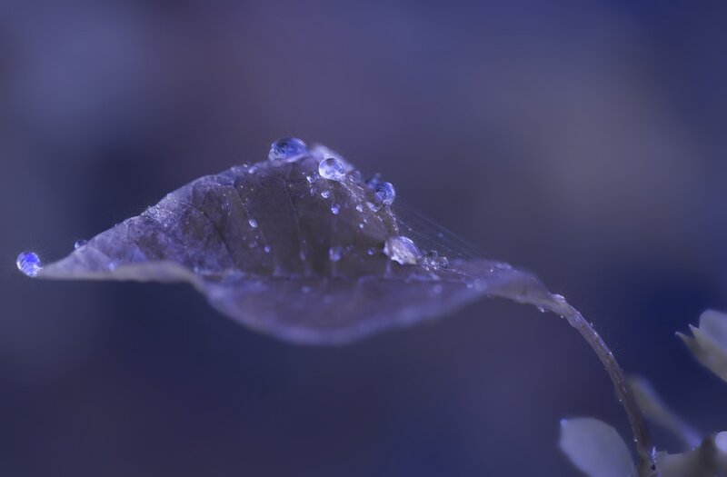 Leaf with Water Droplets — Purple
