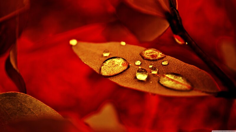Leaf with Water Droplets — Red, Dramatic, Photograph