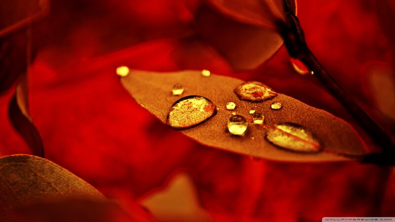 Leaf with Water Droplets — Red, Dramatic, Photograph, Water Droplets